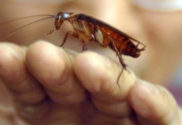 Cucarachas se están volviendo inmunes a los insecticidas; Generan un gran problema 