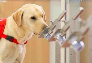 Realizan pruebas para saber si perros pueden olfatear a portadores asintomáticos de COVID-19