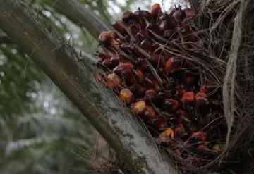 Industria de aceite de palma responde ante acusaciones de deforestación en México