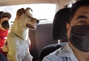 Taxista se vuelve viral por permitir a pasajeros viajar con mascotas