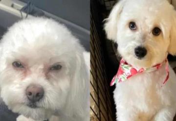 Llevó a su perro a la peluquería y le regresaron a otro; foto se vuelve viral