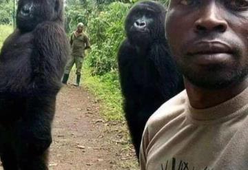 Gorila famosa por selfie viral, muere en los brazos del hombre que la rescató cuando era bebé
