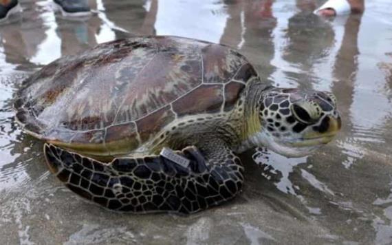 Liberan 43 tortugas gigantes en las Islas Galapagos