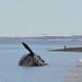 Hallan 13 ballenas muertas en santuario de Argentina

