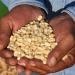 Iniciarán operaciones 13 centros de acopio de granos básicos en Tabasco