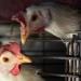 Francia reporta casos de gripe aviar H5N1 en zorros