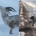 VIDEO: Animales congelados por bajas temperaturas en Noruega