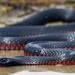 Video: Encuentran serpiente venenosa saliendo de un refrigerador